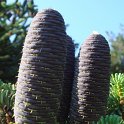 Abies koreana cone detail